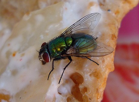 Pests - Flies